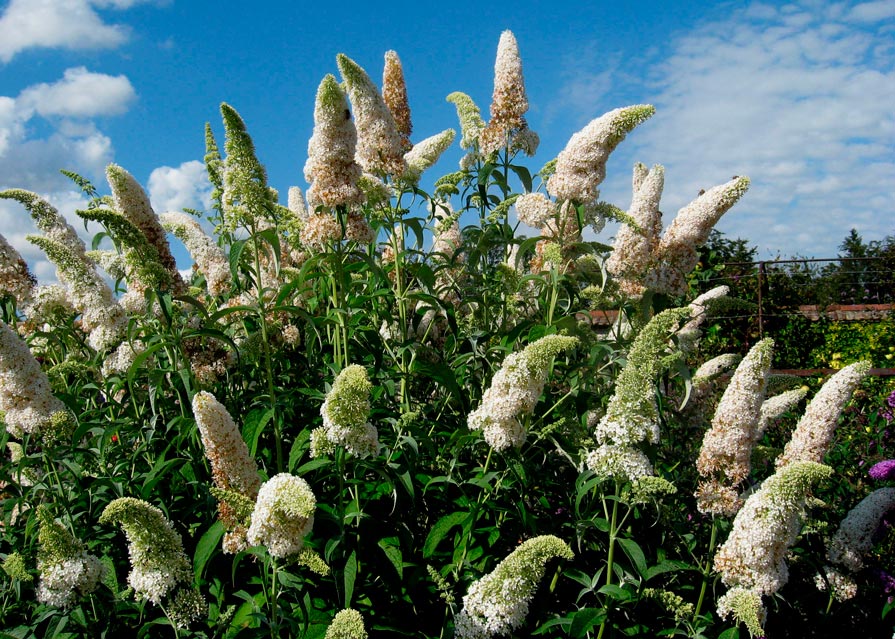 Buddleja_davidii_'White_Profusion'_latte_montpellier_sarivierelight