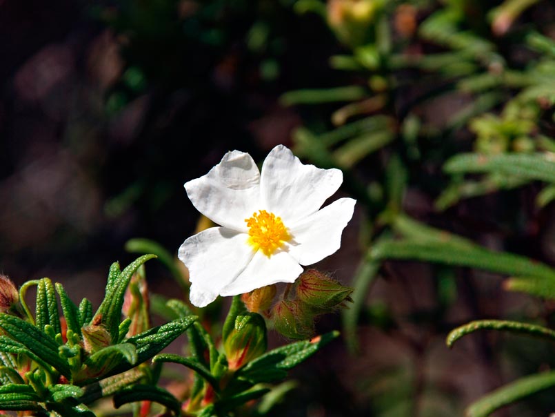 Cistus_monspeliensis_montpellier_latte_sariviere