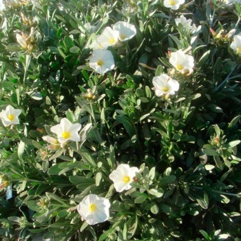 Convolvulus-cneorum_montpellier_latte_sariviere