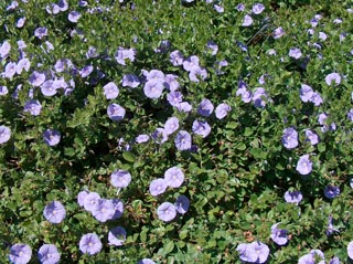 Convolvulus_mauritanicus_montpellier_latte_sariviere