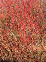 Cornus_sanguinea,_winter_montpellier_latte_sariviere