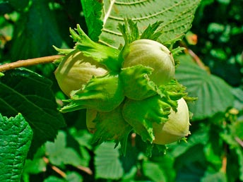 Corylus_avellana_montpellier_latte_sariviere