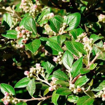 Cotoneaster_Franchetii_montpellier_latte_sariviere