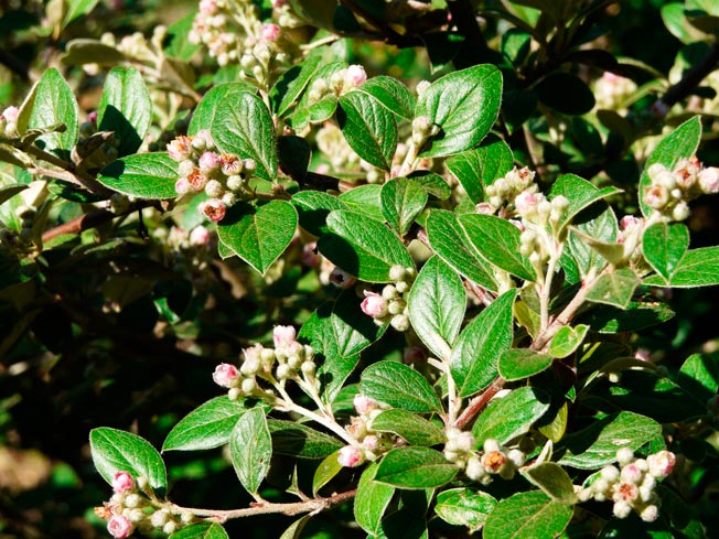 Cotoneaster_Franchetii_montpellier_latte_sariviere