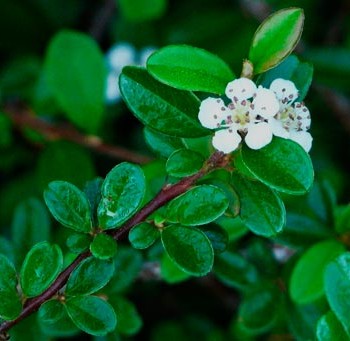 Cotoneaster_dammeri_montpellier_latte_sariviere