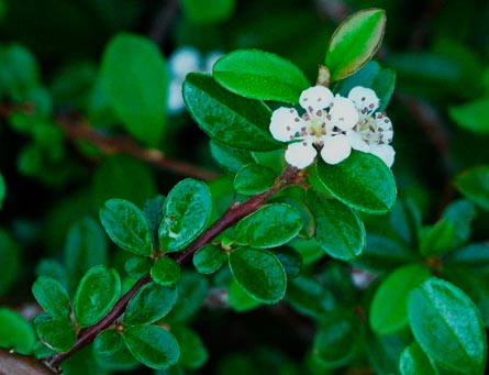 Cotoneaster_dammeri_montpellier_latte_sariviere