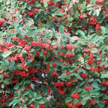 Cotoneaster_lacteus_montpellier_latte_sariviere