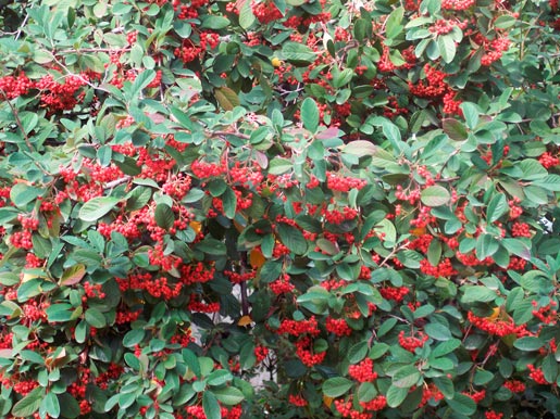 Cotoneaster_lacteus_montpellier_latte_sariviere