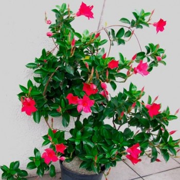 DIPLADENIA-SPLENDENS-_montpellier_latte_sariviere