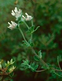 Dorycnium_hirsutum_montpellier_latte_sariviere