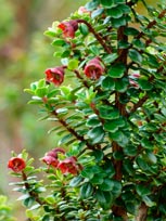 ESCALLONIA-X-'PRIDE-OF-DONARD'-_montpellier_latte_sariviere