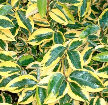 Elaeagnus_X_ebbingei_Gilt_Edge_montpellier_latte_sariviere