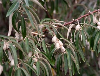 Elaeagnus_angustifolia_montpellier_latte_sariviere