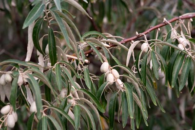 Elaeagnus_angustifolia_montpellier_latte_sariviere