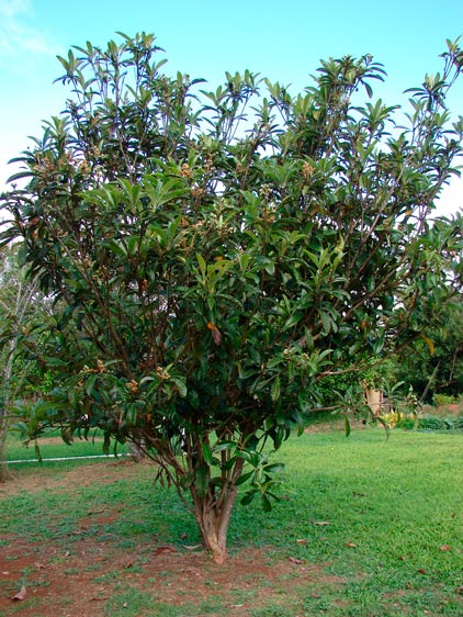 Eriobotrya_japonica_montpellier_latte_sariviere