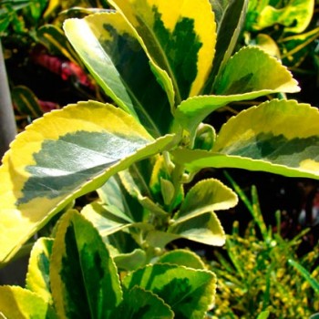 Euonymus_japonica_montpellier_latte_sariviere