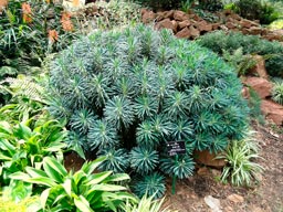 Euphorbia_characias_montpellier_latte_sariviere