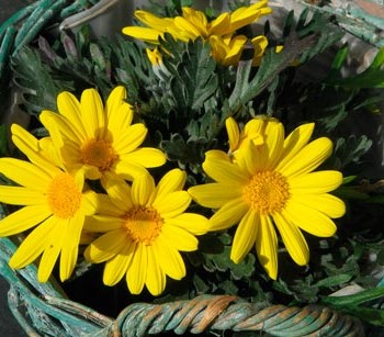 Euryops_chrysanthemoides_montpellier_latte_sariviere