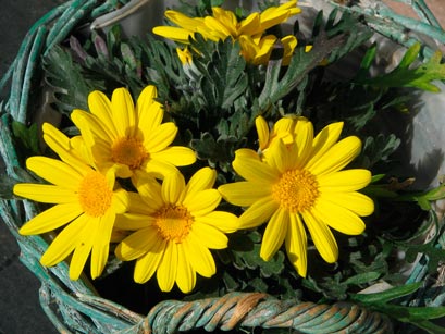 Euryops_chrysanthemoides_montpellier_latte_sariviere