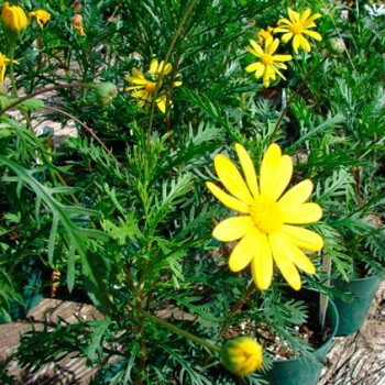 Euryops_pectinatus_montpellier_latte_sariviere