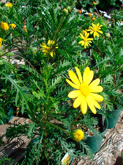 Euryops_pectinatus_montpellier_latte_sariviere