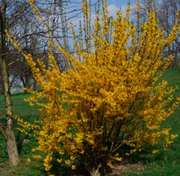 Forsythia_intermedia_montpellier_latte_sariviere