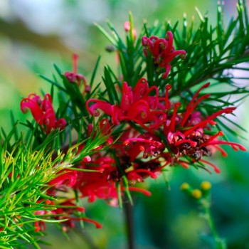 GREVILLEA-ROSMARINIFOLIA-'JENKINSII'-_montpellier_latte_sariviere