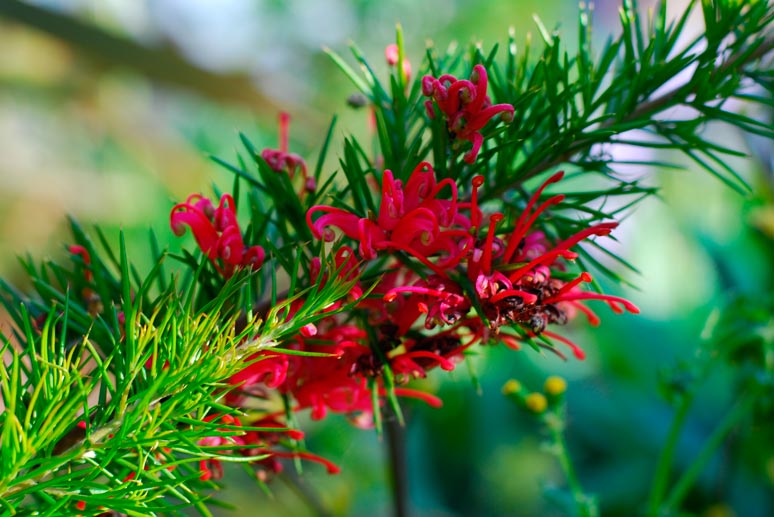 GREVILLEA-ROSMARINIFOLIA-'JENKINSII'-_montpellier_latte_sariviere