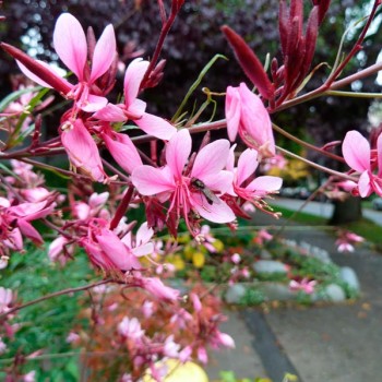 Gaura_lindheimeri_montpellier_latte_sariviere