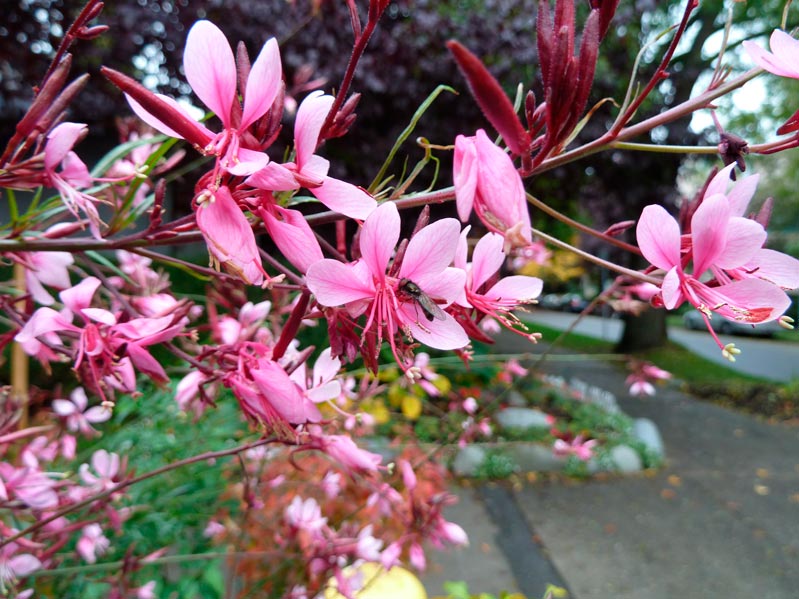 Gaura_lindheimeri_montpellier_latte_sariviere