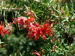 Grevillea_juniperina_montpellier_latte_sariviere