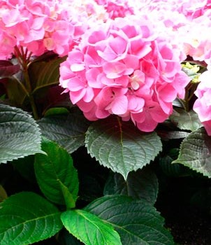 HYDRANGEA-MACROPHYLLA-'MERVEILLE-SANGUIN-®'-_montpellier_latte_sariviere