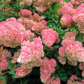 HYDRANGEA-PANICULATA-'VANILLE-®-FRAISE'-_montpellier_latte_sariviere