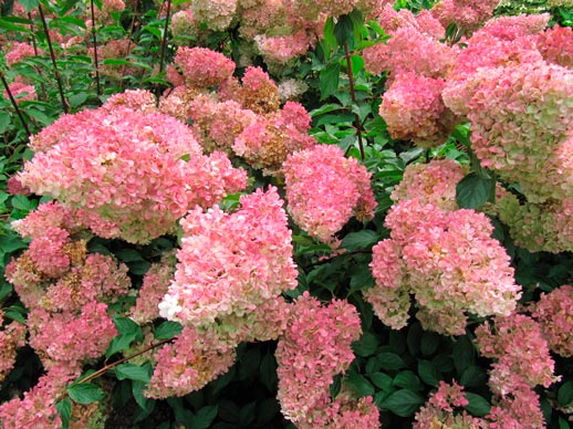 HYDRANGEA-PANICULATA-'VANILLE-®-FRAISE'-_montpellier_latte_sariviere