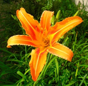 Hemerocallis_fulva_montpellier_latte_sariviere