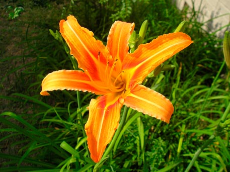 Hemerocallis_fulva_montpellier_latte_sariviere