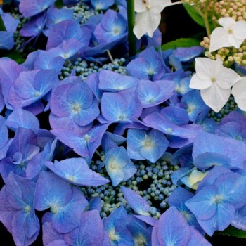 Hydrangea_macrophylla_Blaumeise_montpellier_latte_sariviere