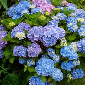 Hydrangea_macrophylla_montpellier_latte_sariviere