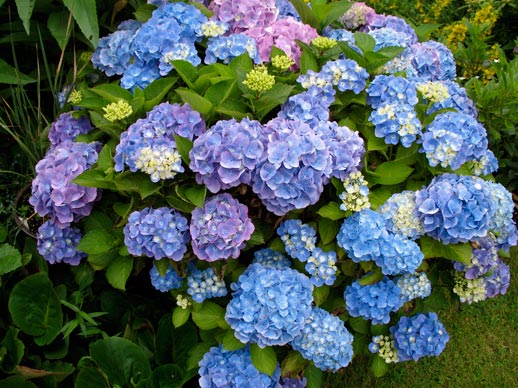 Hydrangea_macrophylla_montpellier_latte_sariviere