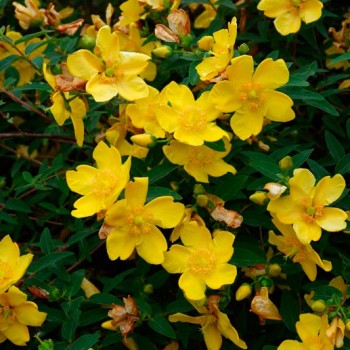 Hypericum_Hidcote_montpellier_latte_sariviere