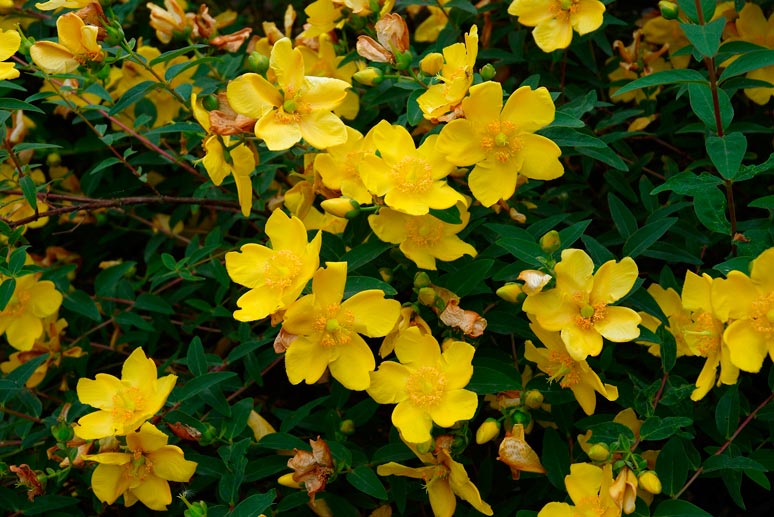 Hypericum_Hidcote_montpellier_latte_sariviere