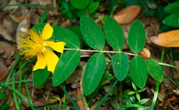 Hypericum_calycinum_montpellier_latte_sariviere