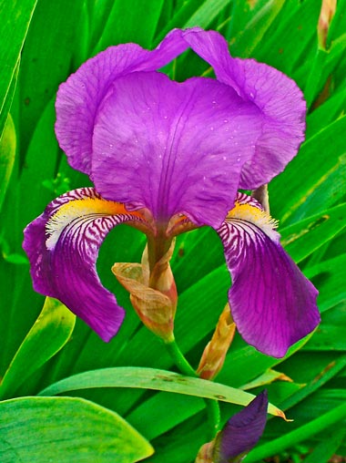 Iris_germanica_sariviere_montpellier_latte