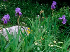 Iris_pallida_montpellier_latte_sariviere