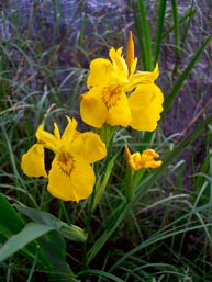 Iris_pseudacorus_montpellier_latte_sariviere