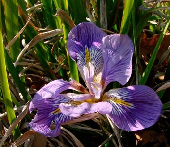 Iris_unguicularis_montpellier_latte_sariviere