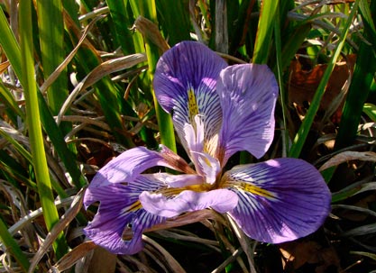 Iris_unguicularis_montpellier_latte_sariviere