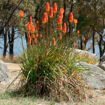 KNIPHOFIA-'NANCY'S-RED'-_montpellier_latte_sariviere