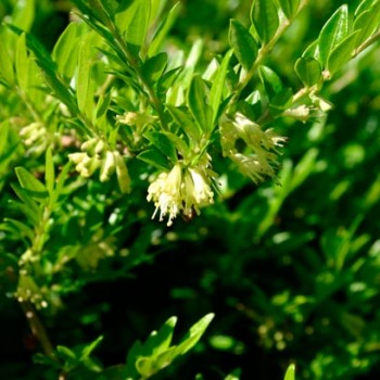 LONICERA-NITIDA-'MAIGRUN'-_montpellier_latte_sariviere