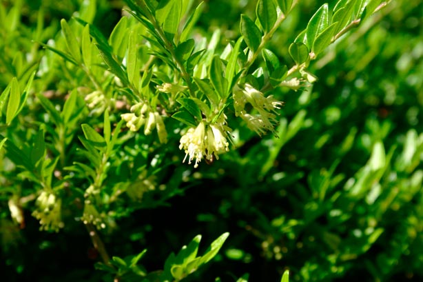 LONICERA-NITIDA-'MAIGRUN'-_montpellier_latte_sariviere